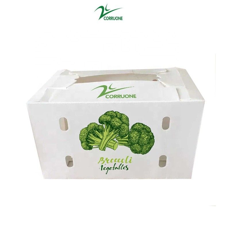 Anpassen Sie umweltfreundliche Wellpappe-Plastikbox für Brokkoli und Maisbox Correx Mais Brokkoli und Landwirtschaft Verpackung