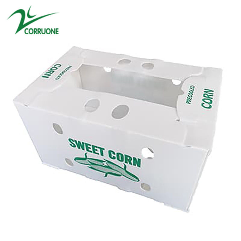 Anpassen Sie umweltfreundliche Wellpappe-Plastikbox für Brokkoli und Maisbox Correx Mais Brokkoli und Landwirtschaft Verpackung