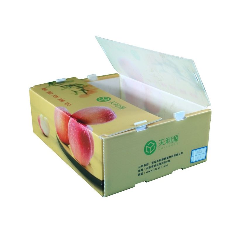 Corruone Wasserdichte Falte Polypropylen Wellstoff Obst Gemüse Spargel/Ingwer/Taro/Okra Verpackungskiste