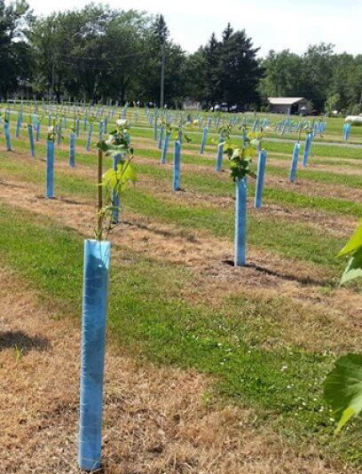 1.5mm pp. Corflute Baum-Schutz-Green Plastic Tree-Stamm-Schutze