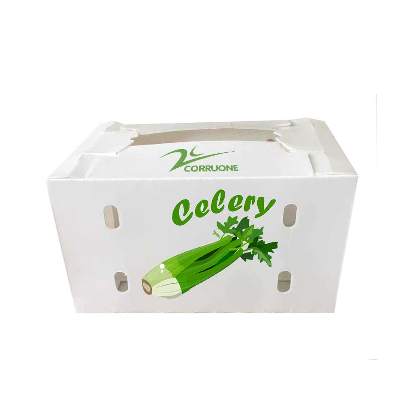 Neue 2023 Wellstoffbox für Obst und Gemüse niedriger Preis