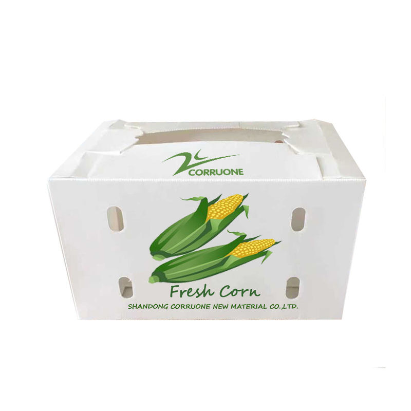 Corruone Wasserdichte Falte Polypropylen Wellstoff Obst Gemüse Spargel/Ingwer/Taro/Okra Verpackungskiste