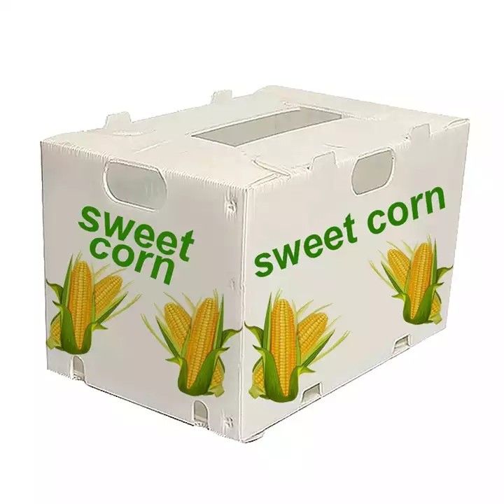 Corruone China Hersteller PP-Polypropylen Material Correx Coreflute Boxen Wellstoff Klappstoff Obst und Gemüse Boxen