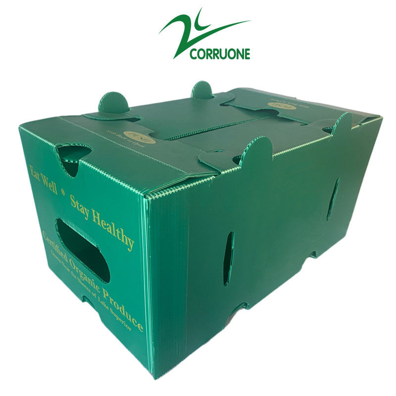 Corruone wasserdicht Obst-Gemüse Verpackung PP KartonPlast Trauben Verpackungskisten Kunststoff Brokkoli-Kisten Wellfarben Ginger Box