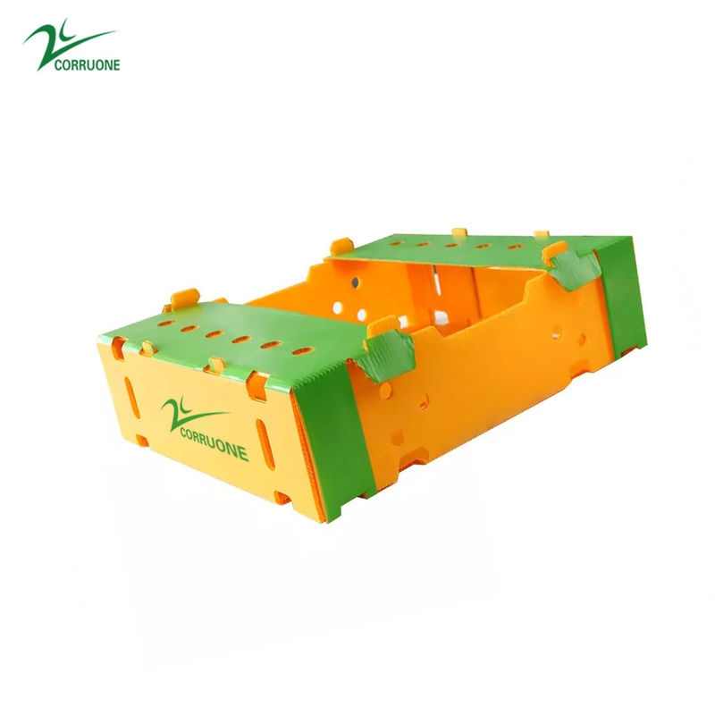kasten-Mango Coroplast-Magazine 6mm 8mm Spargel Correx Verpacken
