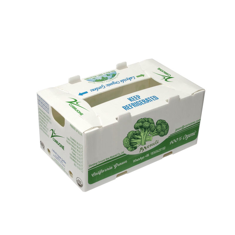 OEM-Fabrik produzieren PP-Plastik Wellpappe für frischen Süßmais Brokkoli Auberginen Ingwer-Box