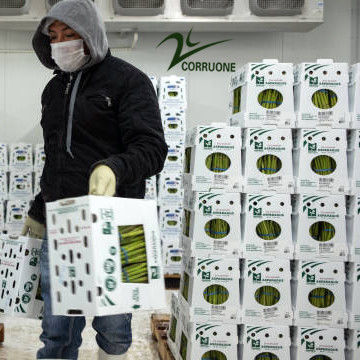 angepasst Klappbare bunte PP Plastik Correx Corflute Coroplast Recycling Gemüse Obst Lagerboxen