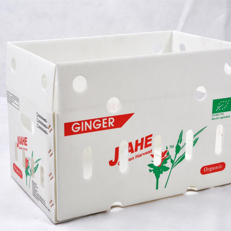 angepasst Klappbare bunte PP Plastik Correx Corflute Coroplast Recycling Gemüse Obst Lagerboxen
