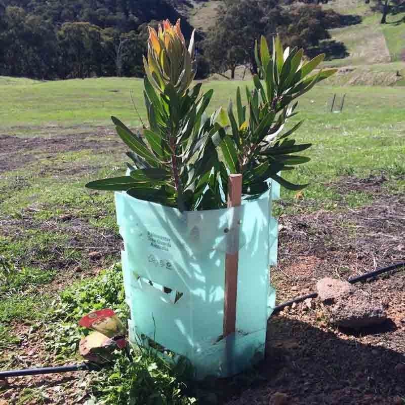 Pp. runzelten Plastikbaum-Schutz-Corflute Plastic Tree-Stamm-Schutze